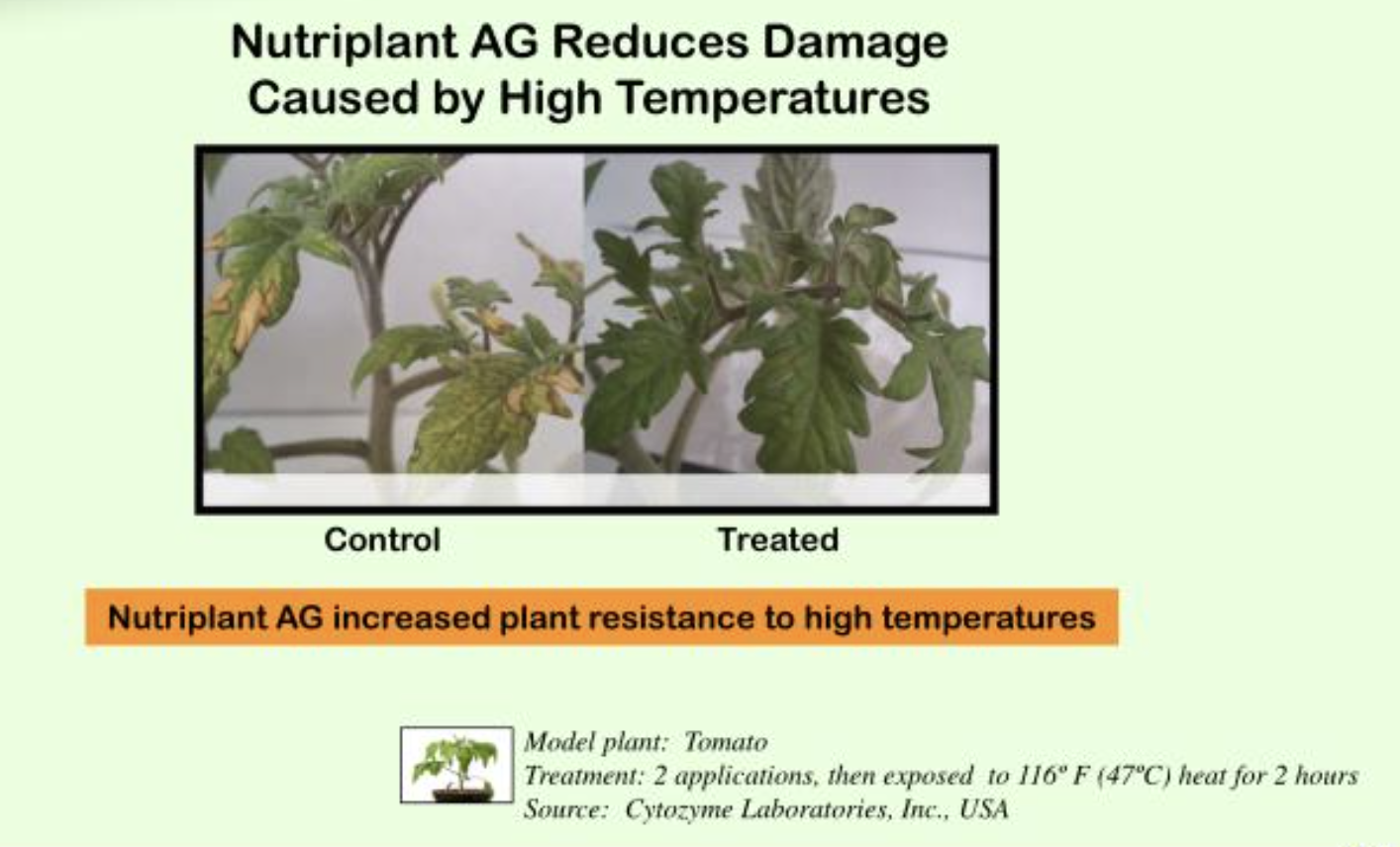 Control and Nutriplant AG-treated tomato plants compared after high-temperature exposure