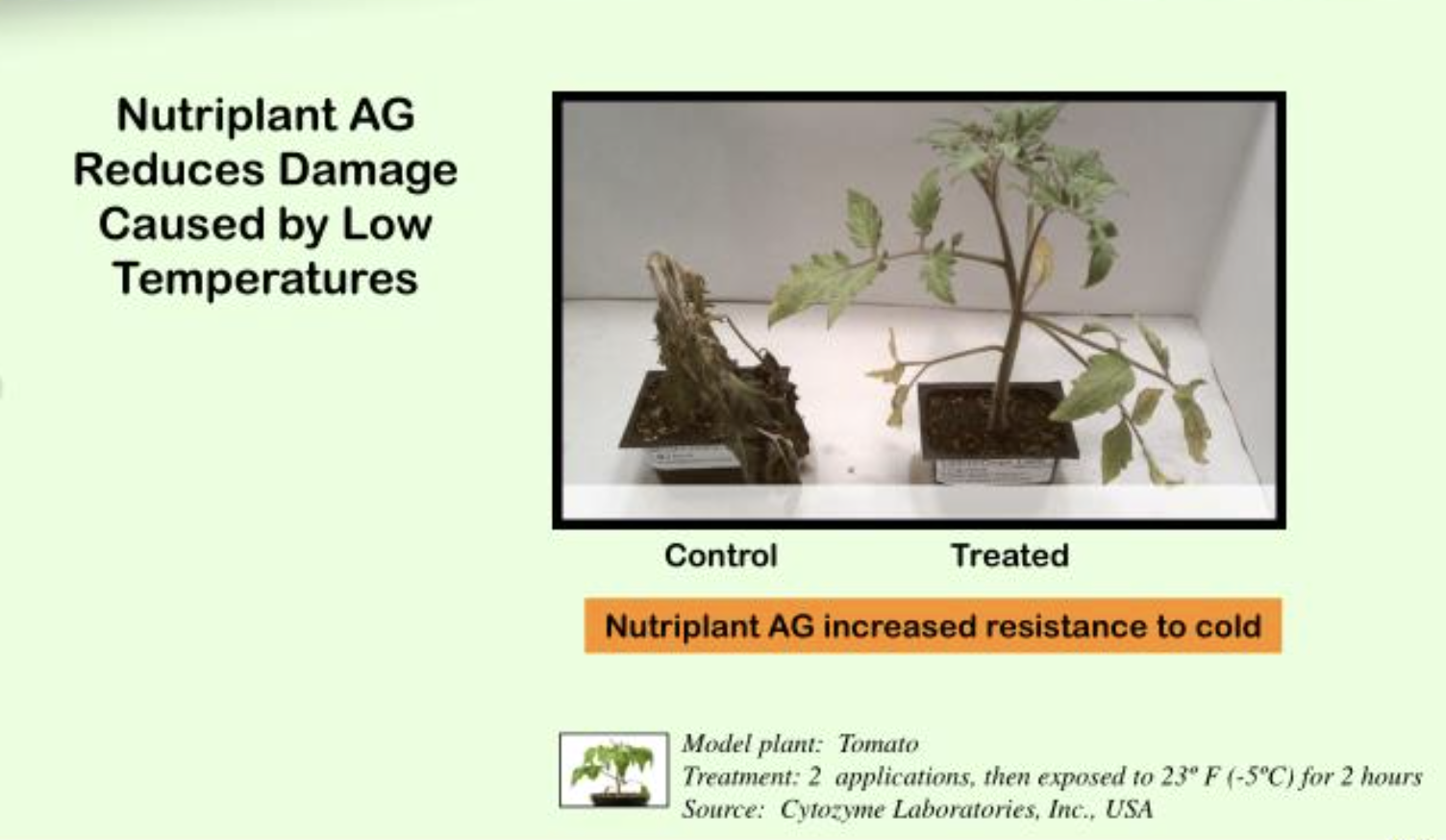 Control and Nutriplant AG-treated tomato plants compared after low-temperature exposure